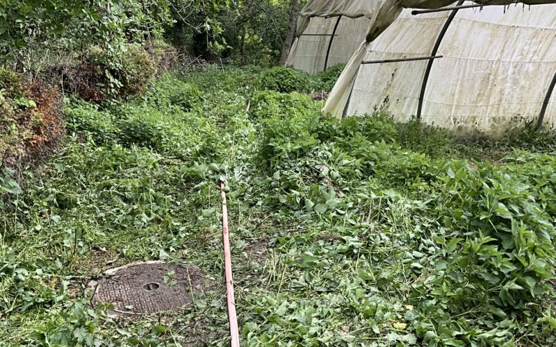 Borex – Le Nant des Dappes1